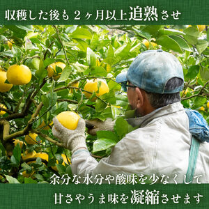 【2025年2月より発送】 高知県産 土佐文旦 特上品 5kg 贈答用 ぶんたん 時期 人気 旬 柑橘 フルーツ 果物 国産 ブランド ビタミン 生産者 産地 高知 須崎 KJS018-x