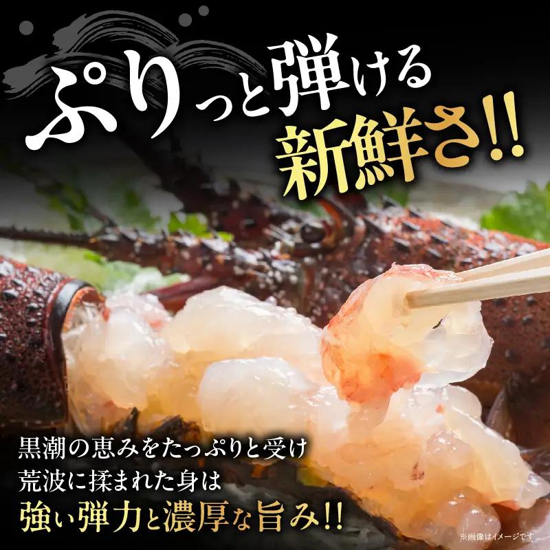 ≪ 期間限定・数量限定 ≫ 伊勢海老 約1kg (2～4尾) 伊勢えび イセエビ 海鮮 海産物_I34-26