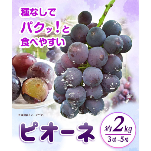 【先行予約】紀州和歌山産 ピオーネ 約2kg 3房-5房 魚鶴商店 《2026年8月下旬-9月下旬頃出荷》 和歌山県 日高川町 フルーツ ぶどう 巨峰 2kg 和歌山県産 送料無料