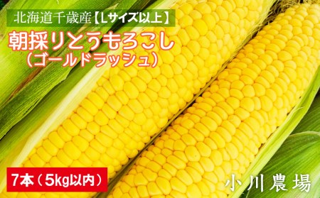 2024年発送予約☆北海道千歳産【Lサイズ以上】朝採りとうもろこし（ゴールドラッシュ）7本 5kg以内【小川農場】