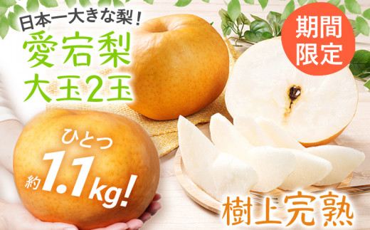 【数量限定】梨 愛宕梨 大玉2玉 先行予約 松木果樹園  ≪11月上旬頃より順次出荷予定≫ 樹上完熟 フルーツ 日本一大きな なし 【期間限定】