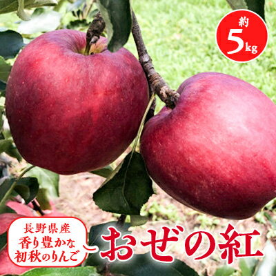 【ふるさと納税】2025年!信州のりんご【おぜの紅】約5kg_ りんご リンゴ 林檎 信州 長野 長野県 約5kg 果物 くだもの フルーツ デザート おやつ ジュース スムージー 果実 青果 甘味 酸味 バランス 国産 産直 産地直送 贈答 ギフト プレゼント 送料無料 【1401191】