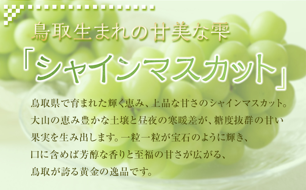 929.【先行予約】【訳あり】シャインマスカット 350g前後×4パック ≪果物 フルーツ くだもの≫　※2026年8月下旬頃～9月下旬頃に順次発送予定