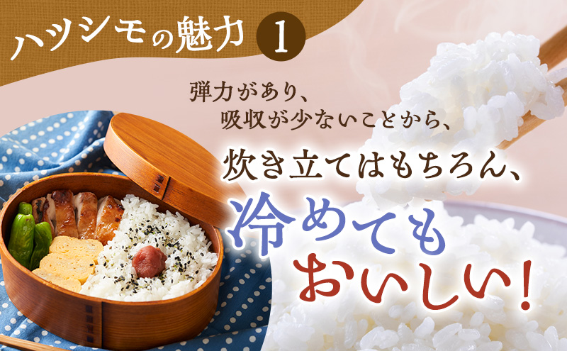 新米 令和6年産 岐阜県産 ハツシモ 10kg（5kg×2）