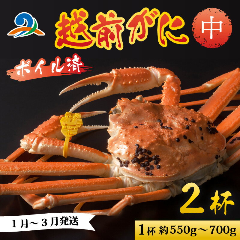 【ふるさと納税】【先行予約】越前港より直送！ 越前がに 中 (約550g～700g) 2杯 ※発送前に在宅確認の電話連絡をいたします!【1月～3月発送予定】 / 雄 ズワイガニ ズワイ蟹 越前ガニ ボイル 冷蔵 ご自宅用 カニ しゃぶしゃぶ 海鮮 鍋 かに 国産 南越前町 送料無料