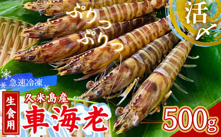 【久米島漁協】活〆冷凍車海老　生食用500g 海の幸 海鮮 車えび クルマエビ 車海老 車海老 高級食材 生食 刺身 鮮度抜群 車海老プリプリ  車海老 車海老 車海老甘み 旨味 塩焼き 天ぷら 素揚げ フライ パスタ ピザ BBQ シーフード