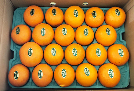 【数量限定・先行予約】もぎたて樹上完熟！『訳あり せとか』５kg　[0014-0029]