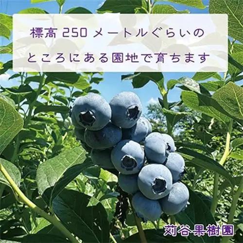【期間限定 】【3L以上】大粒ブルーベリー約500g《125g×4パック入》 岩手県軽米町_ブルーベリーブルーベリーブルーベリーブルーベリーブルーベリー_【配送不可地域：離島・沖縄県】【1518038