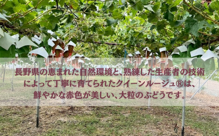 【2026年先行予約】クイーンルージュR? 900g以上（2房）｜クイーンルージュR?