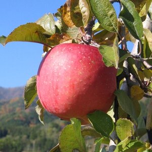 【南信州あじさい農園】葉とらずりんご(サンふじ)約10kg【1594215】