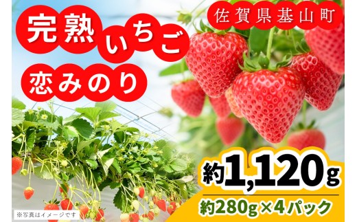 【先行受付 2026年1月より発送】【農場直送！】恋みのり(約280g×4P)【ふるさと納税 基山町産 いちご イチゴ 朝採れ 完熟果】K100008