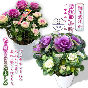踊り葉牡丹 お江戸小町 プラチナケール 6号鉢 | 栃木県 下野市
