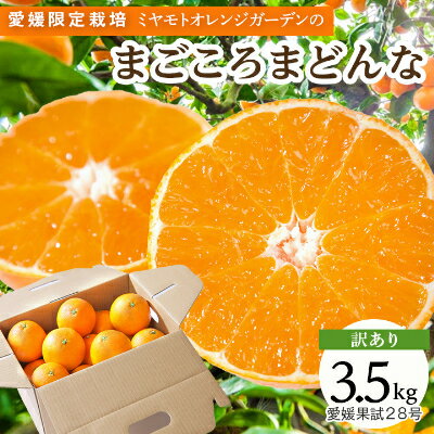【ふるさと納税】【2025年発送】紅まどんなと同品種!愛媛果試28号 3.5kg【訳あり】【D25-133】_ みかん ミカン 蜜柑 柑橘類 柑橘 フルーツ 果物 くだもの 人気 美味しい 愛媛県 八幡浜市 ふるさと 【1166250】