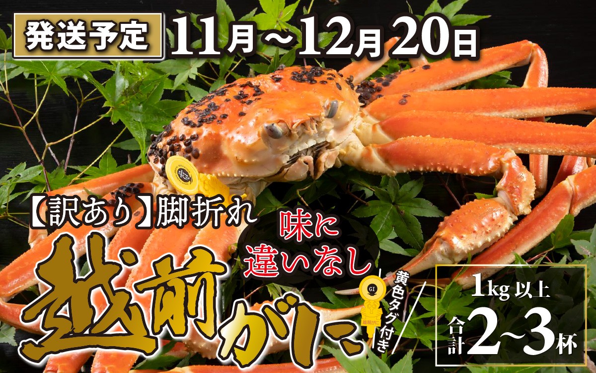 
            【先行予約】【訳あり】越前がに 2～3杯 （合計1kg以上） 脚折れ【11月～12月20日発送予定】 ズワイガニ ずわいがに ズワイ蟹 越前ガニ 訳あり 脚折れ 味に違いなし ボイル 刺身 蟹 鍋 しゃぶしゃぶ 冷蔵  カニ 鍋 冬 海鮮 かに 国産 南越前町 福井県　送料無料
          