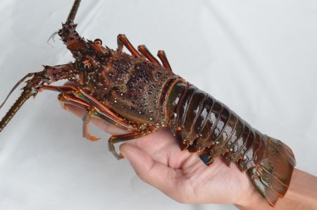 【冷凍】 天然 伊勢海老 1.5kg（2～5尾） 黒潮町 ［1084］