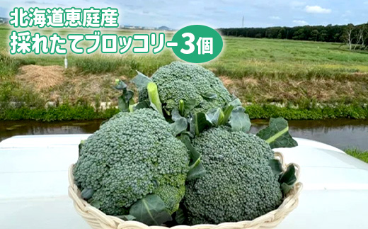 北海道恵庭産採れたてブロッコリー3個【800009】