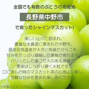 産地直送!信州中野市産シャインマスカット 1.4kg以上(2～4房)【配送不可地域：離島・沖縄県】【1534768】