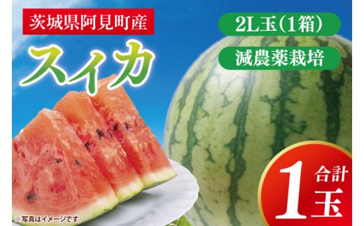【先行予約 6月下旬から順次配送】スイカ　2L玉　１ケ入【新鮮 野菜 フルーツ 甘い すいか 西瓜 茨城県 阿見町産】(73-02)