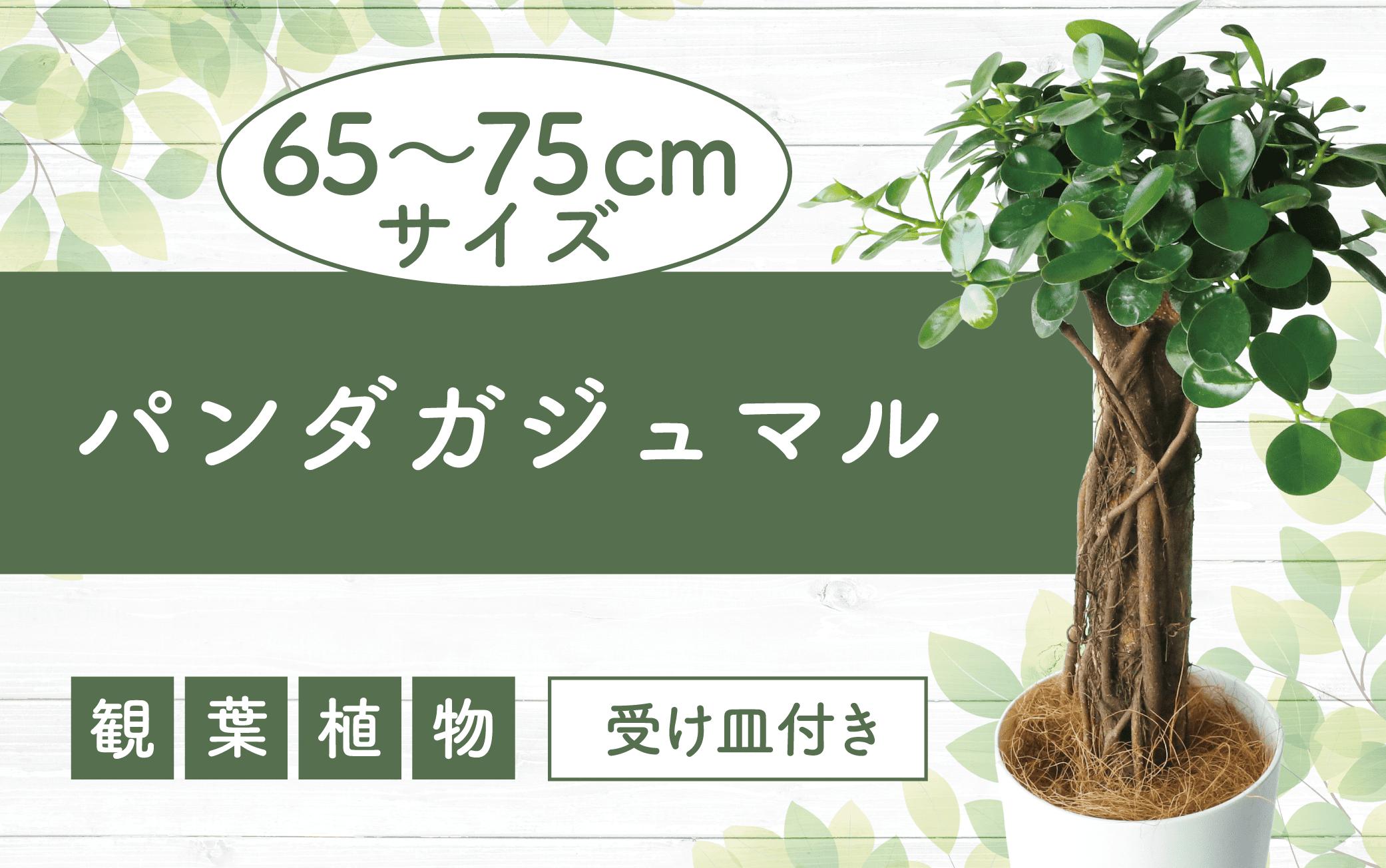 【観葉植物】パンダガジュマル7号(前園植物園/045-1451)南国鹿児島県で育った 観葉植物！植物 鉢付 インテリア 室内 オフィス おしゃれ プレゼント ギフト 開店祝い 移転祝い マイナスイオン【配送不可地域：北海道・沖縄県・離島】