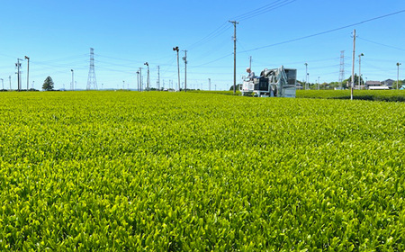 【定期便 4回】深蒸し茶 四季の便り【菊川茶 煎茶 玄米茶 ほうじ茶 紅茶 粉末 水出し ティーバッグ】お茶 緑茶 茶 飲料 お茶パック 静岡茶 日本茶 茶葉 水出し 冷茶