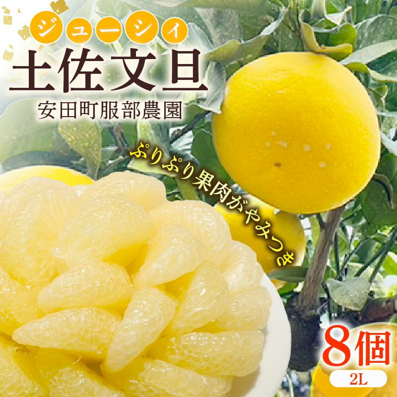 【ふるさと納税】 はっとりさんちの農園で育てた土佐文旦(2Lサイズ8個入り) 文旦 2L サイズ 8個入りぶんたん 柑橘 土佐文旦 旬 常温 デザート 期間限定 人気 おすすめ サラダ ジャム マーマレード ギフト お歳暮 贈答 高知県 安田町 HT0007