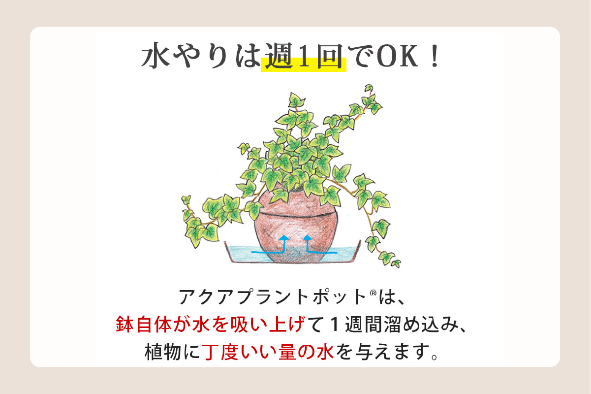 アクアプラントポット®　玉Ｍ 植木鉢　パキラ（2095）