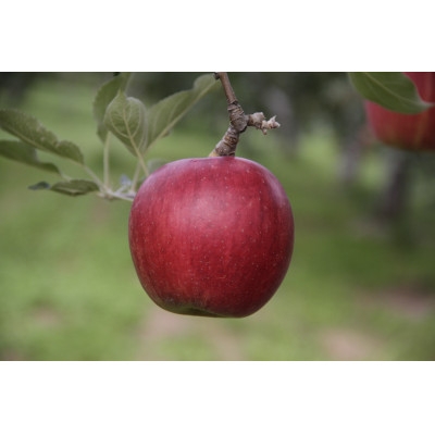 
                  ＜とにかく甘い＞シナノスイート贈答用品3kg【1665273】
                