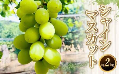 【数量限定】【先行予約】シャインマスカット 約 2kg 果物 くだもの フルーツ マスカット ぶどう ブドウ 葡萄 冷蔵 熊本 熊本市【2026年8月上旬～9月上旬発送予定】