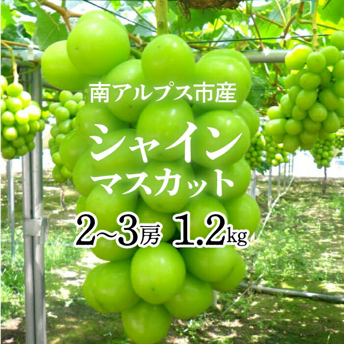 【ふるさと納税】＜2026年発送先行予約＞南アルプス市産シャインマスカット1.2kg以上（2～3房）ふるさと納税 おすすめ 山梨県 南アルプス市 送料無料 ALPAG007