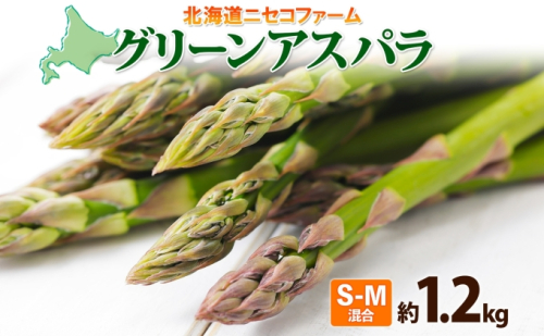 北海道産 グリーン アスパラガス 約1.2kg S - M サイズ混合 アスパラガス アスパラ 旬 朝採り 新鮮 お取り寄せ 産地直送 産直 野菜 農作物 詰め合わせ 国産 送料無料 しりべしや ニセコファーム 北海道 倶知安町