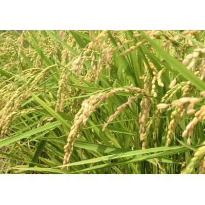 ふるさと納税 那賀町 那賀町相生産キヌヒカリ白米10kg