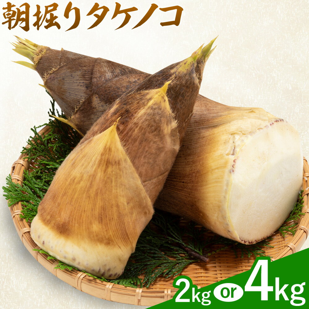【ふるさと納税】筍 朝掘りタケノコ 選べる内容量 約2kg(2-5本) 約4kg(3-9本) 株式会社GGYパッケージ《2026年4月上旬-4月下旬頃出荷》熊本県 菊池市 たけのこご飯 土佐煮 五目煮 チンジャオロース 野菜 国産 新鮮 旬 春 送料無料