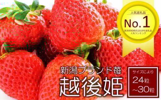 【先行予約・数量限定】越後姫 24～30粒 甘くてジューシー！新潟ブランドいちご ファームくじらなみより直送[ZB360]