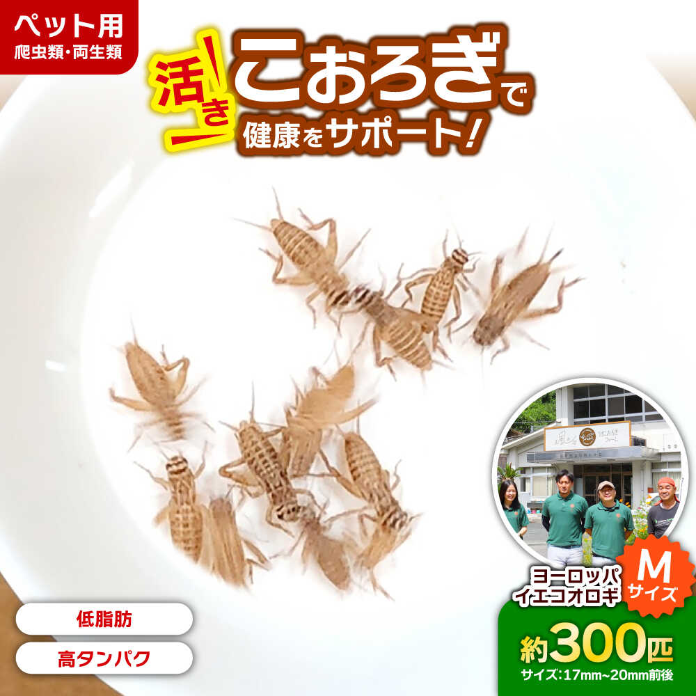 【ふるさと納税】【先行予約】毎週土曜日お届け限定 活きヨーロッパイエコオロギ Mサイズ300匹／コオロギ 生餌 こおろぎ ペット用 爬虫類 エサ 餌 内子町 人気 おすすめ 送料無料 【株式会社ヒューネット風の谷うちこおろぎファーム】[BKBN005] 10000 10000円 1万 1万円