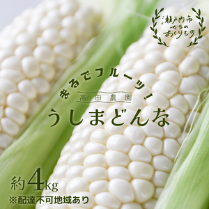 とうもろこし うしまどんな 約4kg 8～12本入り とうもろこし 岡山県産