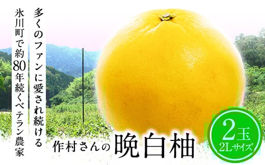 
            【先行予約】作村果樹園の晩白柚 2玉(2Lサイズ) 《12月下旬-1月末頃出荷》果物 フルーツ ザボン 熊本 特産品
          