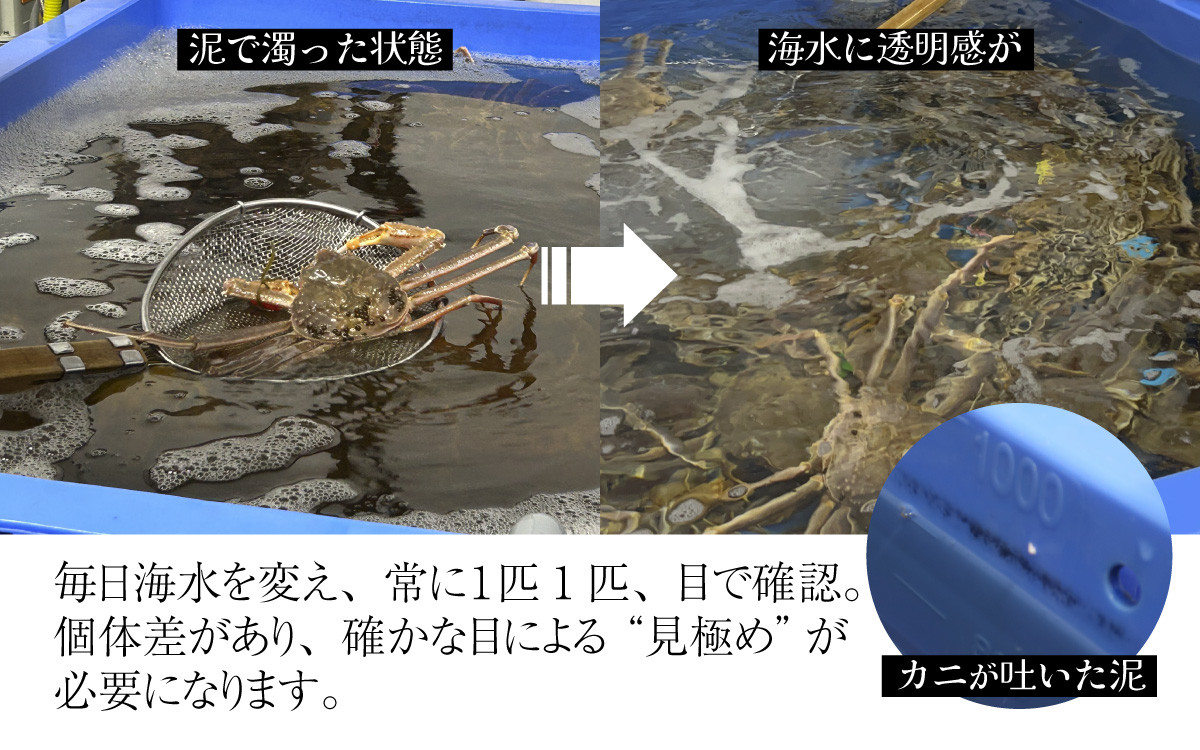 成前のこだわり（３）泥吐きには、個体差があり、通常3～4日、大きいものだと2週間以上かかることも。