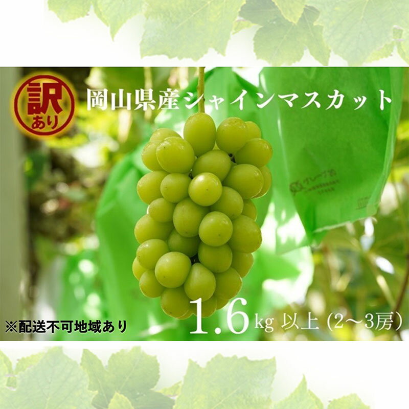 【ふるさと納税】訳あり シャインマスカット 2〜3房 合計1.6kg以上 産地直送 朝採れ ぶどう 葡萄 シャイン マスカット 岡山 Kawahara Green Farm 岡山県産 2026年 先行予約　お届け：2026年9月1日〜2026年10月31日