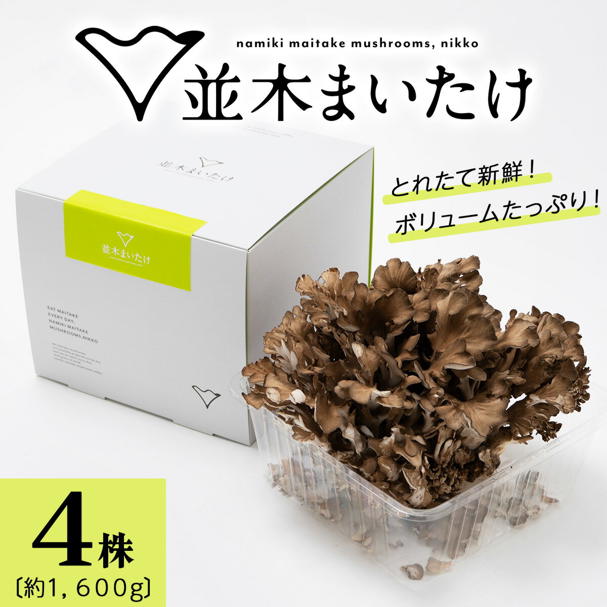 【ふるさと納税】とれたて新鮮！福田きのこ園の『日光並木まいたけ』4株 箱入り (約1600g)｜きのこ マイタケ 舞茸 キノコ 国産 農家直送 日光産 [0325]