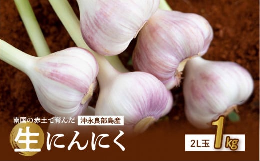 【2026年先行予約】農家厳選！南国の赤土で育んだ 沖永良部島産 生にんにく 2L玉 1kg【3月下旬～4月下旬】　W041-001u