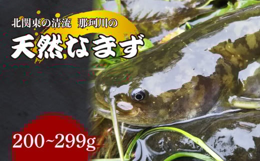 天然なまず(切り身) 那珂川産 200g～299g 真空冷凍 | 天然 鯰 ナマズ 鮮魚 新鮮 北関東 清流 天ぷら から揚げ 味噌漬け焼き アヒージョ Riverline 栃木県 茂木町