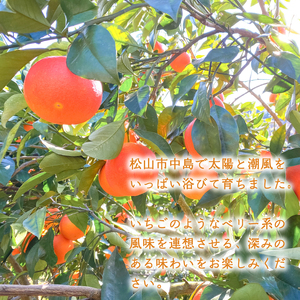 【3月上旬より発送】タロッコ ブラッドオレンジ 10kg | 数量選択可 みかん ミカン 蜜柑 柑橘 数量限定 愛媛県産 松山市 中島 低農薬 愛媛 ふるさと納税【NO029】