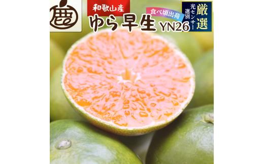
                  鹿蔵 プレミアム 有田みかん ( ゆら早生 ) 5kg+250g（傷み補償分） 光センサー 選果　※北海道・沖縄・離島への配送不可 ※10月上旬〜11月中旬頃に順次発送予定 / 温州みかん 秀品  柑橘  和歌山 【ikd003-prem-5A】
                