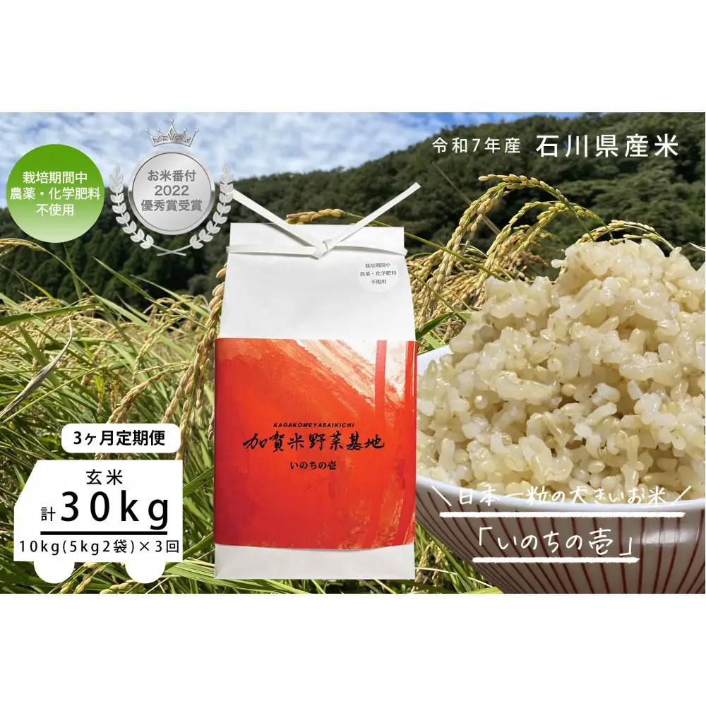 【3ヶ月定期便】【お米番付優秀賞受賞農家】日本一粒の大きいお米『いのちの壱』玄米10kg×3回