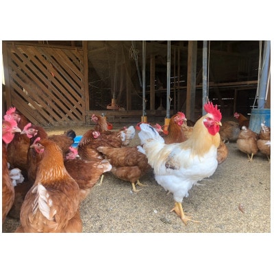 鶏とわたしの平飼い玉子　30個(10個入り×3パック)【配送不可地域：離島】【1626060】