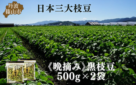 【先行予約】丹波黒枝豆 濃厚 500g×2袋 晩摘み 枝豆  [CU11]