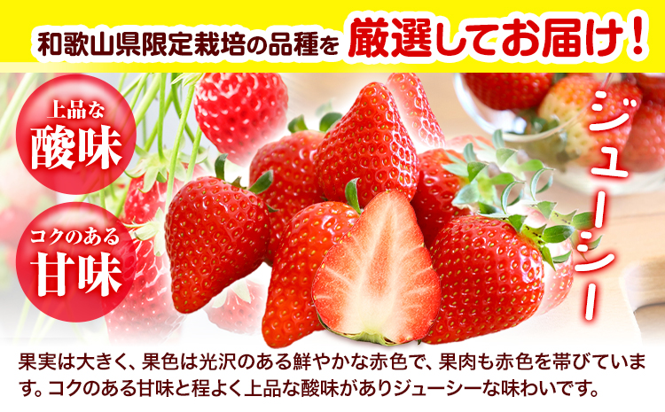 いちご まりひめ 約500g (250g×2パック) お試し パック 苺 イチゴ 紀の里農業協同組合《2026年2月中旬-3月末頃出荷》 和歌山県 紀の川市 青果物 果物 くだもの フルーツ スイーツ