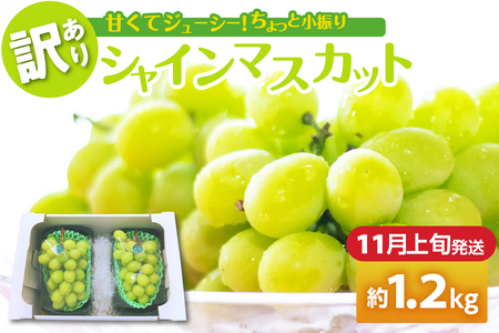 【2025年11月上旬発送】 【訳あり】 シャインマスカット 1.2kg 家庭用 青森