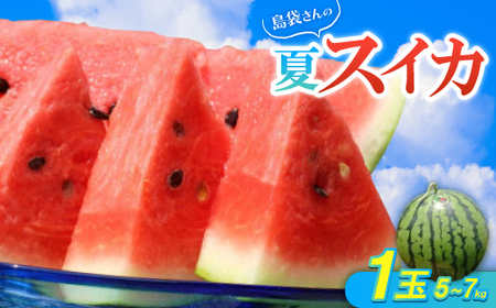 【2025年8月中旬から順次発送】島袋さんの夏スイカ大玉 1玉(5.0～7.0kg)【配送不可地域：離島】【1628646】