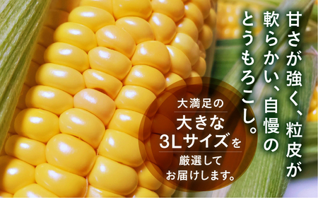 【先行予約】 朝採り極甘 とうもろこし 3Lサイズ 12本 渥美半島産 愛知県田原市 トウモロコシ 産地直送 ビックサイズ